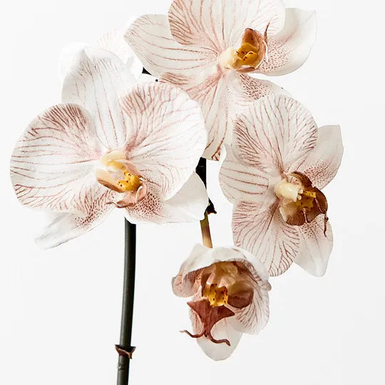 Orchid Phalaenopsis Infused Mini Latte 51cm Set of 12