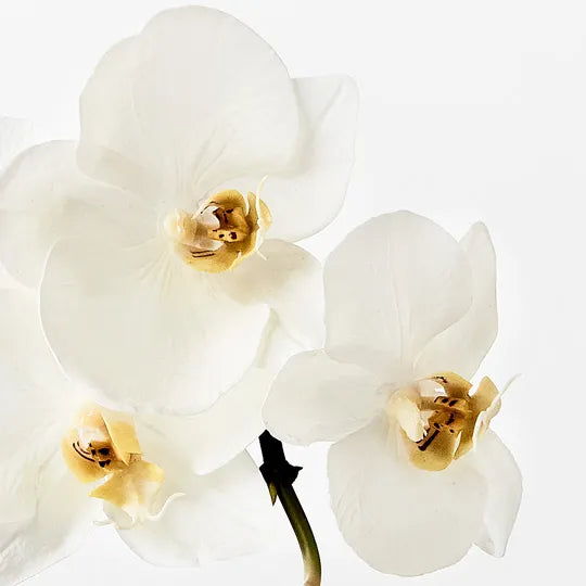 Orchid Phalaenopsis Infused Mini White 51cm Set of 12