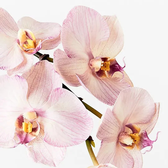 Orchid Phalaenopsis Infused Mini Lavender 51cm Set of 12