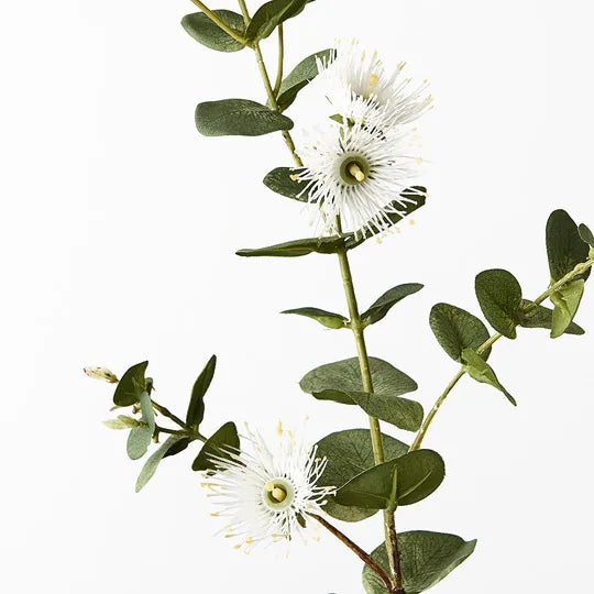 Eucalyptus Flowering Dollar White 76cm - Pack of 12