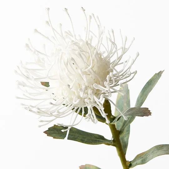 Protea Leucospermum White 63cm - Pack of 12