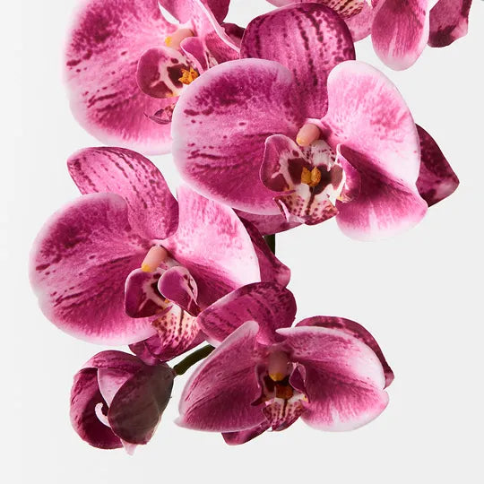 Orchid Phalaenopsis Spray Hot Pink 92cm Pack of 12