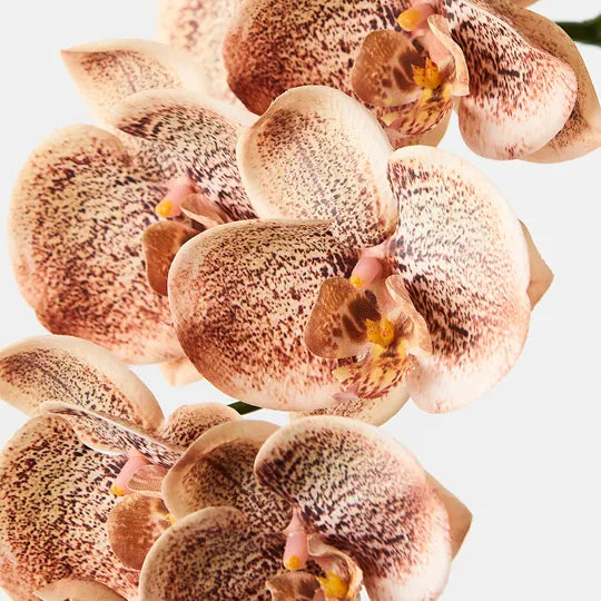 Orchid Phalaenopsis Spray Toffee Brown 92cm Pack of 12