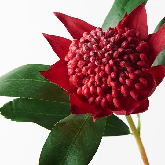 Waratah Spray Red 45cm Pack of 12