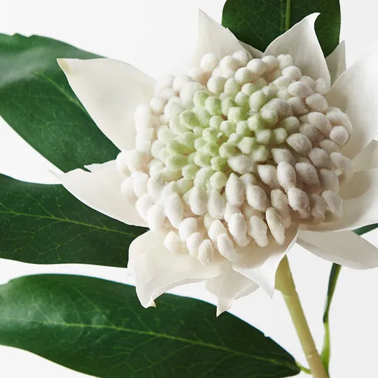 Waratah Spray White 45cm Pack of 12