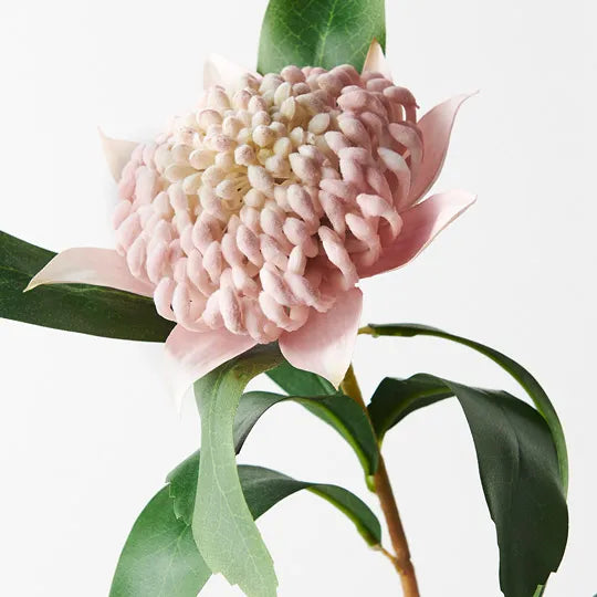 Waratah Spray Light Pink 69cm Pack of 12