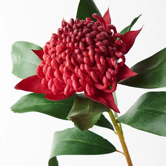 Waratah Spray Red 69cm Pack of 12