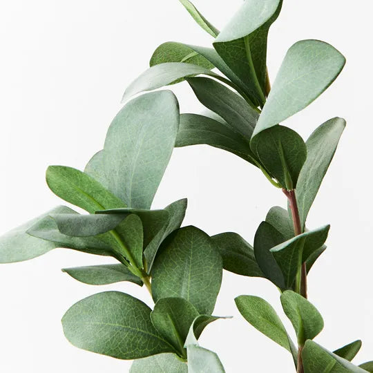 Pittosporum Leaf Spray Grey Green 66cm - Pack of 12