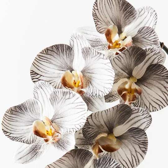 Orchid Phalaenopsis Infused White Black Set of 12