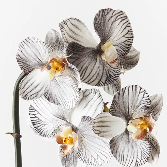 Orchid Phalaenopsis Infused Mini White Black 51cm Set of 12