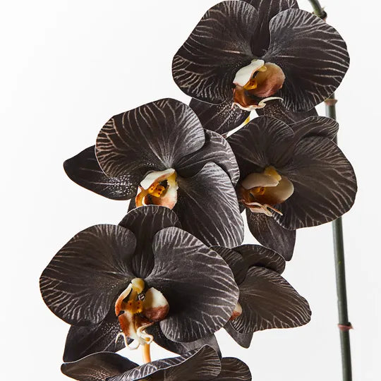 Orchid Phalaenopsis Infused Black White 86cm Set of 12