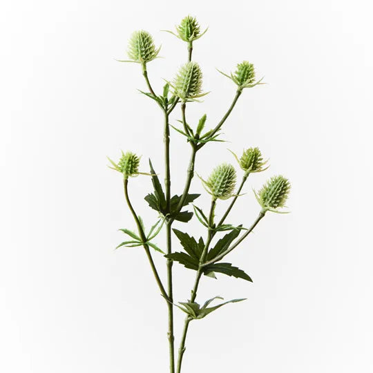 Sea Holly Spray Green 51cm - Pack of 12