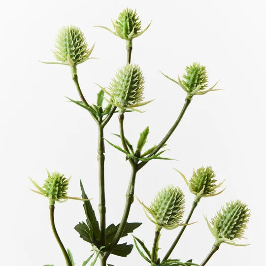 Sea Holly Spray Green 51cm - Pack of 12