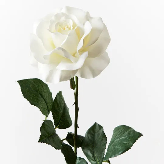 Rose Gloria White 74cm - Pack of 12