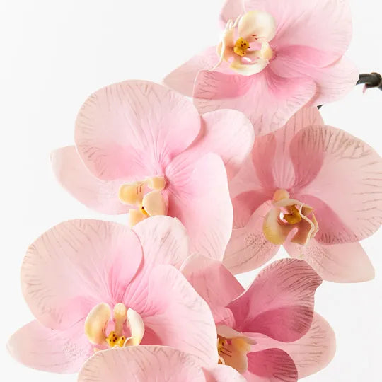 Orchid Phalaenopsis Infused Pink Set of 12