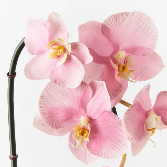Orchid Phalaenopsis Infused Mini Pink 51cm Set of 12