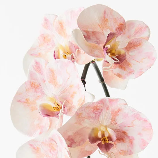 Orchid Phalaenopsis Infused Pink Mauve Set of 12