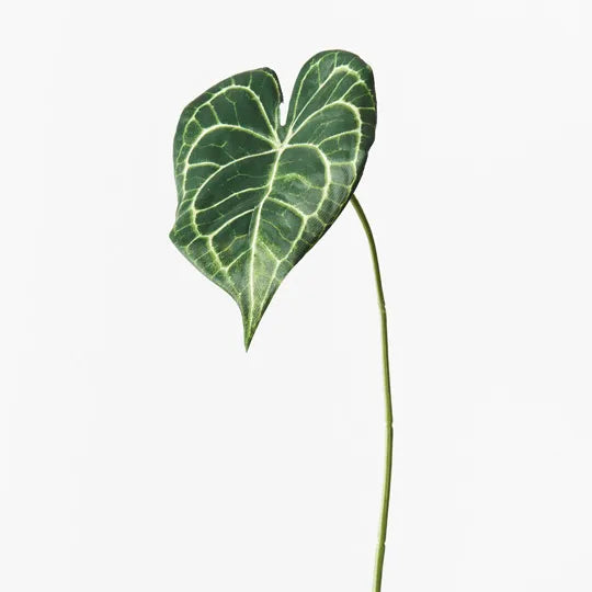 Syngonium Batik Leaf Green 42cm - Pack of 12