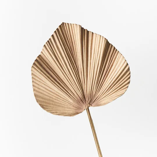 Palm Fan Cream Brown 64cm - Pack of 12