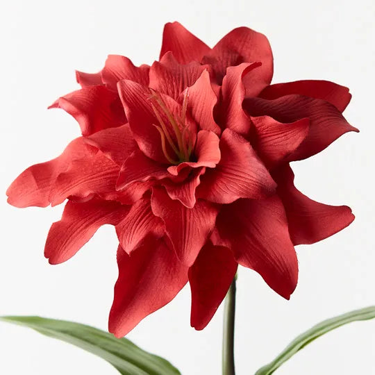 Roselily Red 62cm Pack of 12