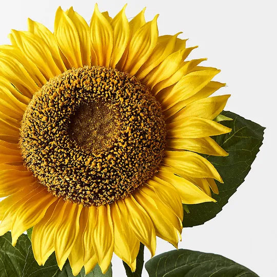 Sunflower 82cm Pack of 6