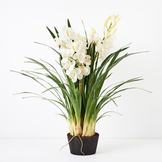 Orchid Cymbidium Plant Winter White 120cm