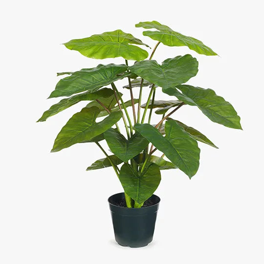 Taro Plant Green 66cm - Pack of 2