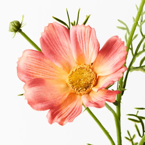 Cosmos Spray Orange 50cm Pack of 24