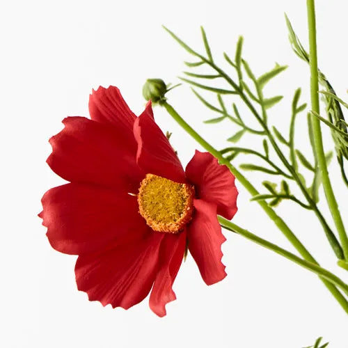 Cosmos Spray Red 50cm Pack of 24