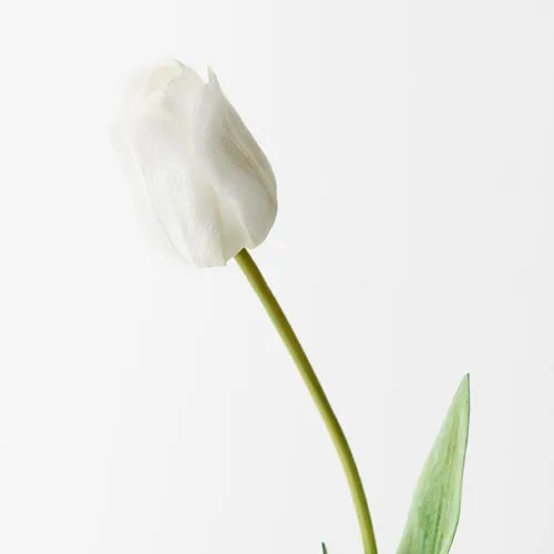 Tulip White 69cm Pack of 12