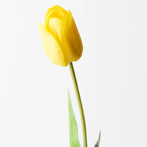 Tulip Yellow 69cm Pack of 12