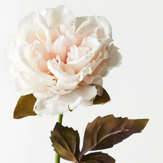 Peony Winter Ivory 61cm Pack of 12