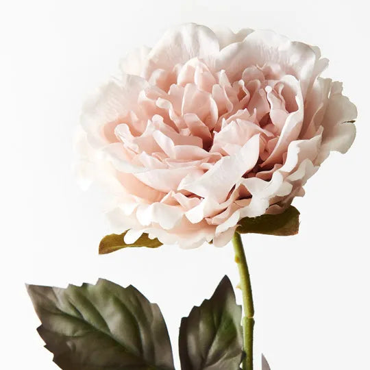 Peony Winter Soft Pink 61cm Pack of 12