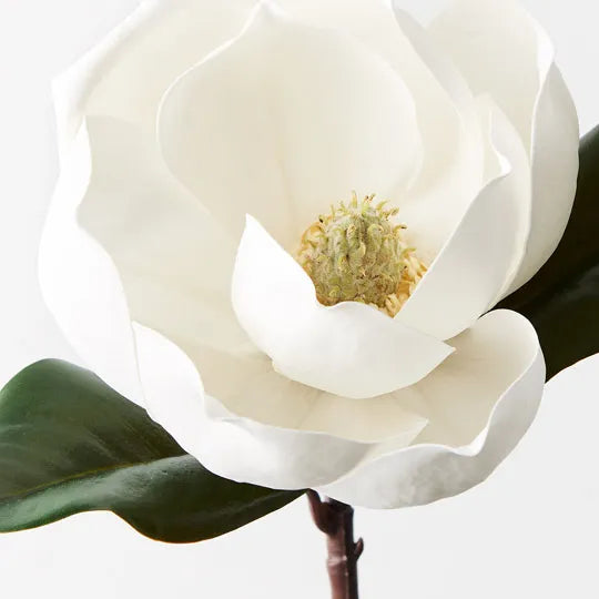 Magnolia White 35cm Pack of 12