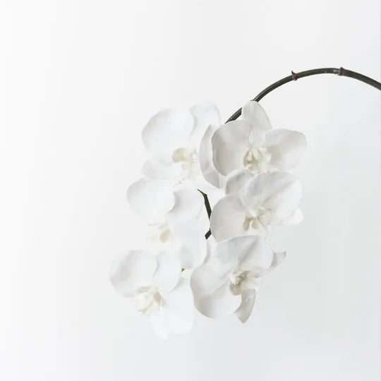 Orchid Phalaenopsis Infused Winter White Set of 12