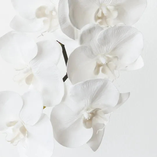 Orchid Phalaenopsis Infused Winter White Set of 12