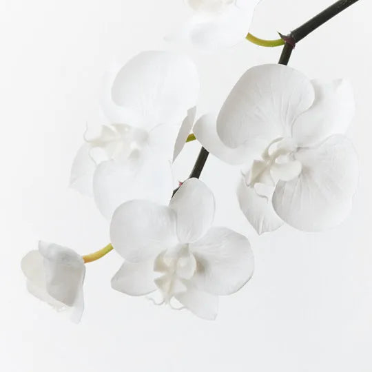 Orchid Phalaenopsis Infused Mini Winter White 51cm Set of 12