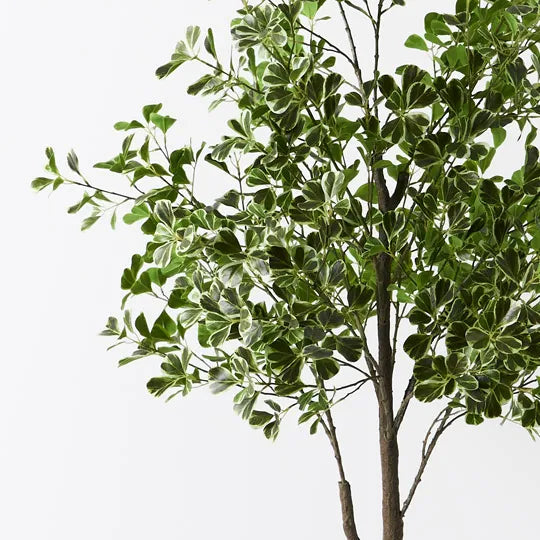 Ficus Triangle Tree 180cm Pack of 2