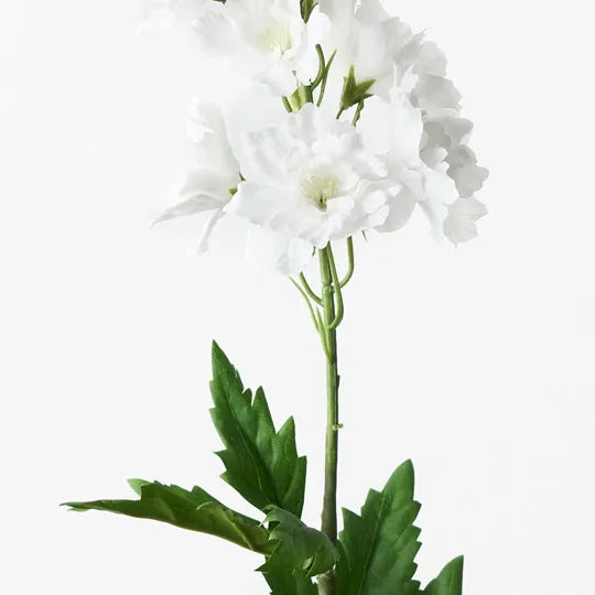 Delphinium Winter White 90cm Pack of 12