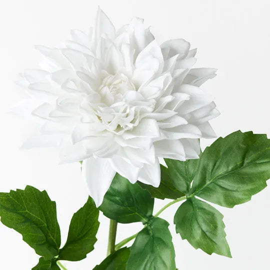 Dhalia White 71cm Pack of 12