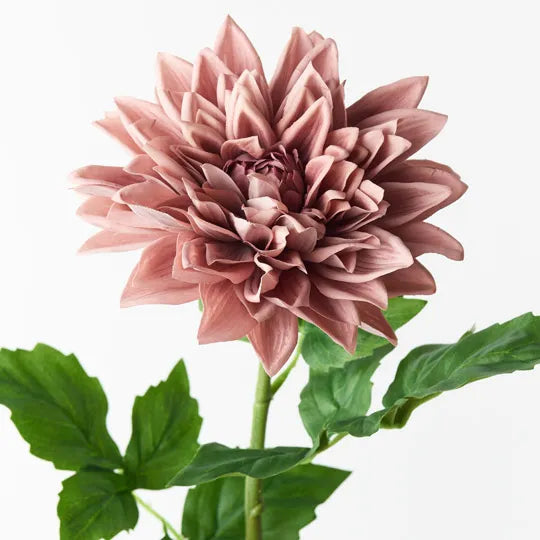 Dhalia Dusty Pink 71cm Pack of 12