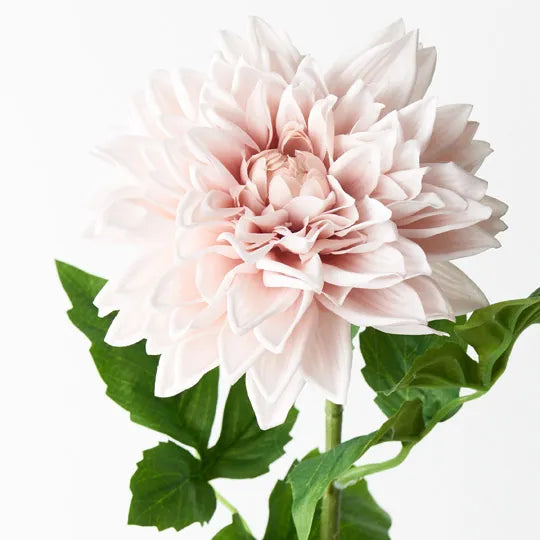 Dhalia Soft Pink 71cm Pack of 12