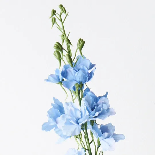 Delphinium Light Blue 90cm Pack of 12