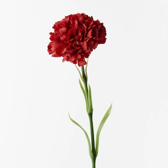 Carnation Dark Red 47cm - Pack of 12