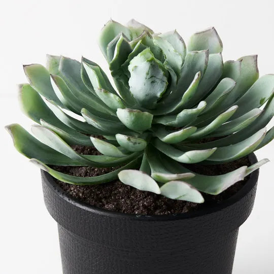 Succulent In Pot Green Mauve Pack of 4