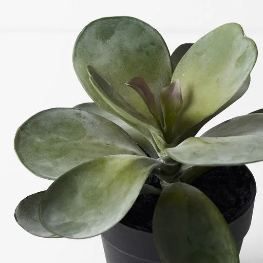 Kalanchoe Flapjack In Pot Grey Green 14cm Pack of 6