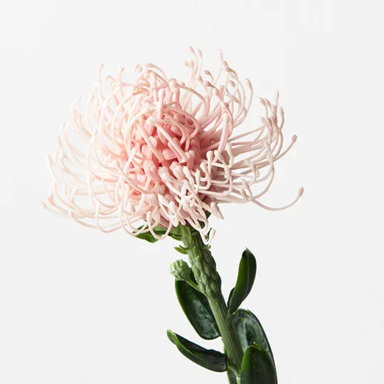 Protea Leucospermum Light Pink 61cm Set of 12