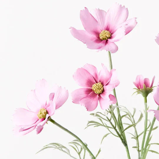 Cosmos Spray Pink Mauve 62cm Pack of 12