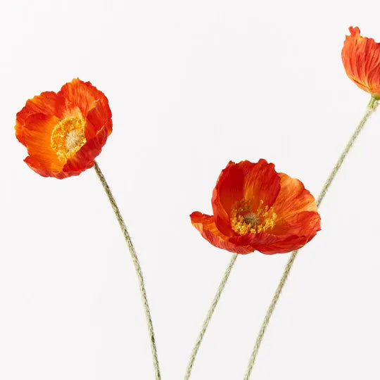 Poppy Iceland Spray Burnt Orange 60cm Set of 12