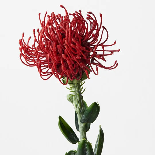 Protea Leucospermum Red 61cm Set of 12